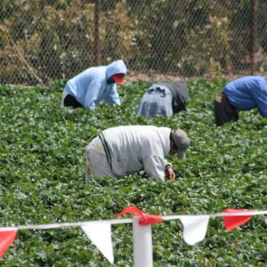 Lavoratori agricoli extracomunitari in Puglia