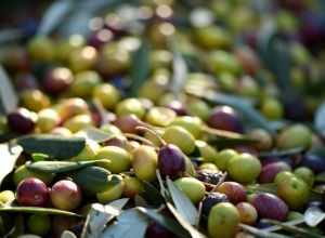 Furti di olive in Puglia