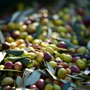 Furti di olive in Puglia