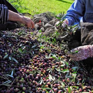 Crisi Occupazionale in Agricoltura Pugliese