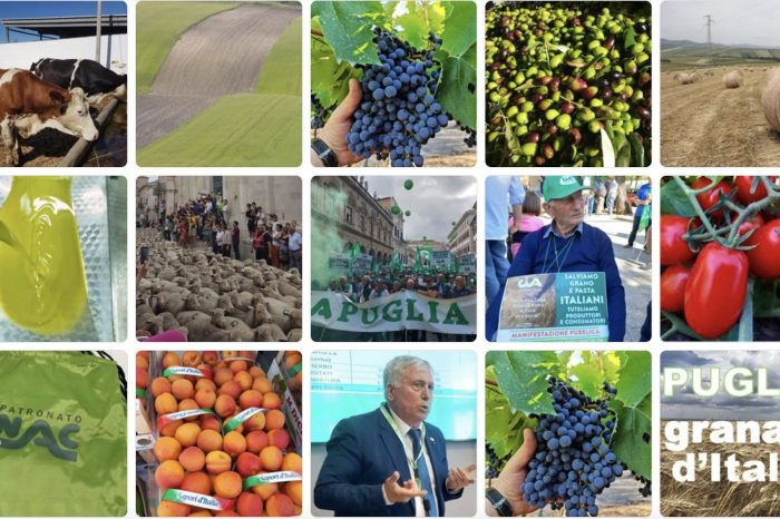 Crisi agricola in Puglia: 2.233 aziende perse in un anno
