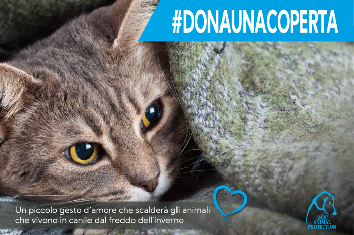 Sostieni gli amici a quattro zampe: dona ora per la protezione animali in Puglia