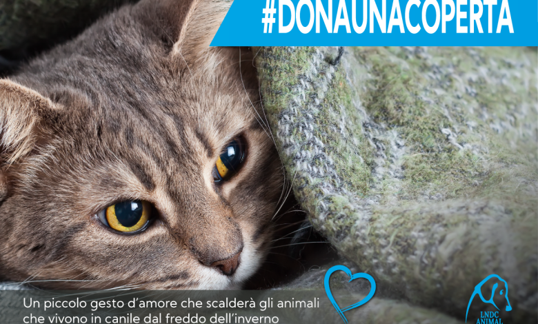 Dona Ora per la Protezione Animali in Puglia