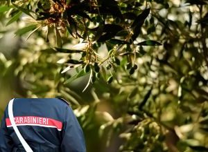 furti di olive