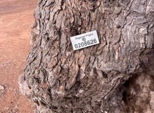 Olio extravergine tracciato