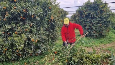 Crisi agrumi in Puglia