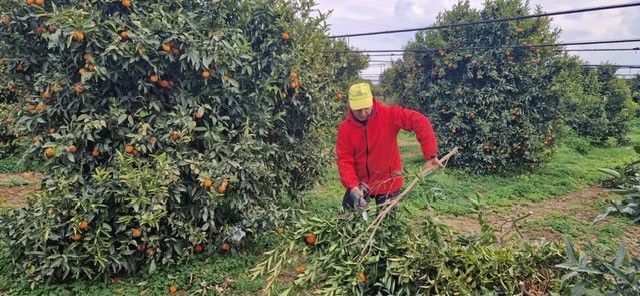 Crisi agrumi in Puglia: Coldiretti lancia l'allarme per il settore