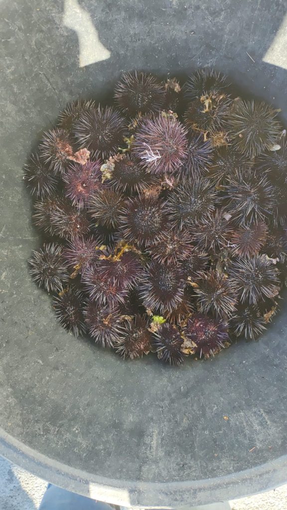 Pesca vietata dei ricci di mare