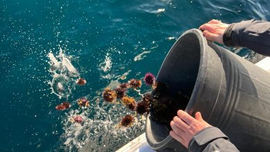 Pesca vietata dei ricci di mare