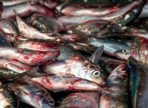 Pesca Illegale a Bisceglie