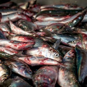 Pesca Illegale a Bisceglie