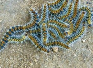 Processionaria del pino