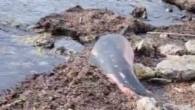 Delfino spiaggiato a Torre Specchia