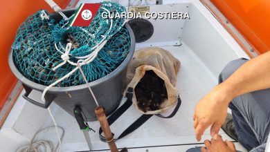 Salvaguardia del riccio di mare