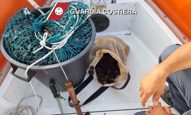 Salvaguardia del riccio di mare