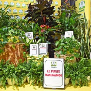 Piante mangia-polveri in Puglia