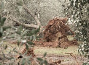 Xylella fastidiosa in Puglia