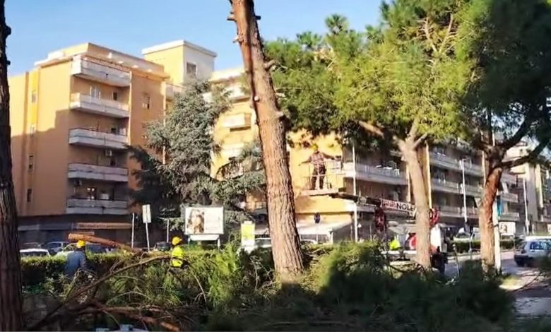 Verde urbano sotto attacco