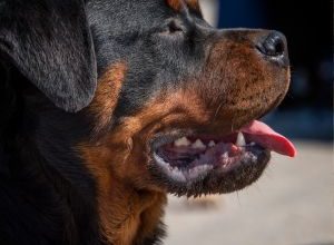 Attacco Rottweiler a Cutrofiano