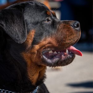 Attacco Rottweiler a Cutrofiano: bimba salvata