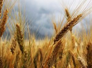 Crisi agricoltori Puglia