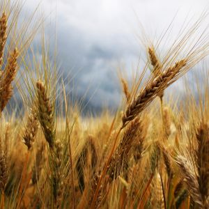 Crisi Agricoltori in Puglia: pressione sui prezzi del grano