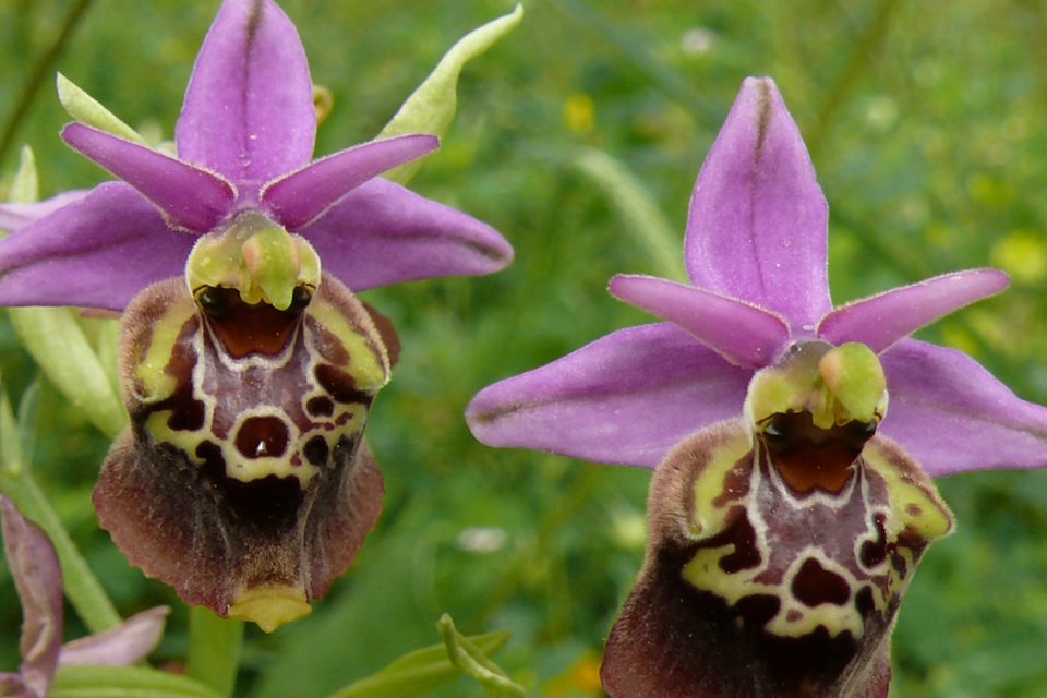 Orchidays nel fiore di Mattinata, il I festival delle orchidee spontanee
