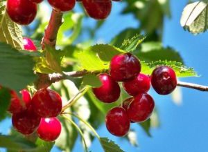 Ciliegie a rischio gelo