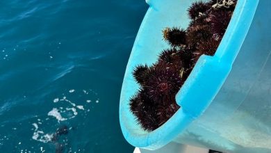 Sequestro ricci di mare a Campomarino