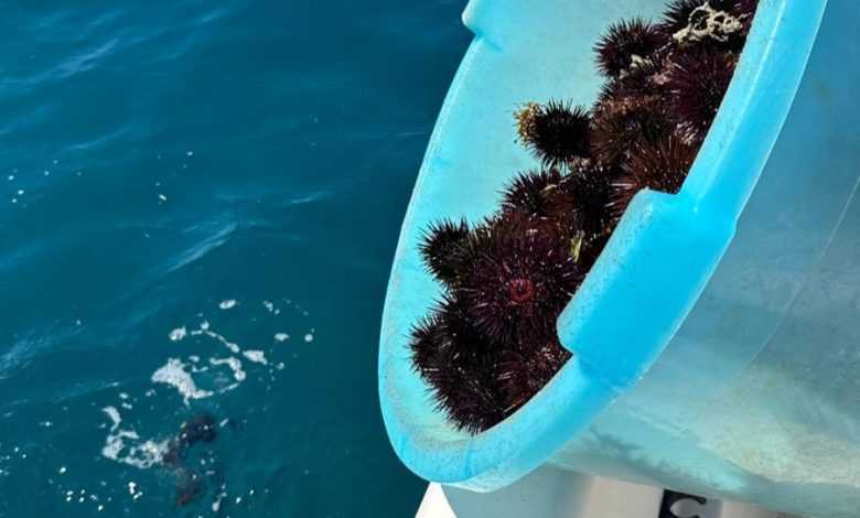 Sequestro ricci di mare a Campomarino