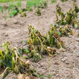 Gelate in Puglia: Coldiretti lotta per salvare i raccolti
