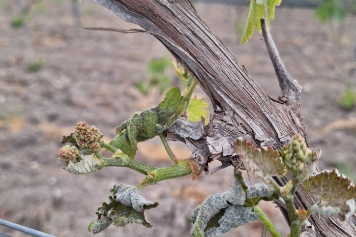 Dopo un inizio di primavera africano, la rimonta invernale. Coldiretti Puglia lancia l'allarme per le colture.