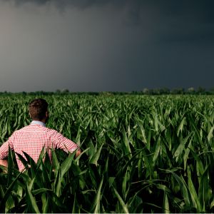 Grandine in Puglia: allarme Coldiretti dopo siccità e calore estremo