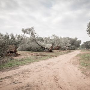 Xylella in Puglia: arature obbligatorie per contenere il vettore
