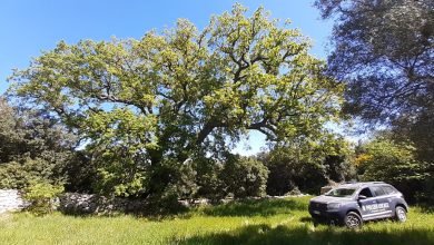 Albero Millenario nel Bosco delle Montecchie