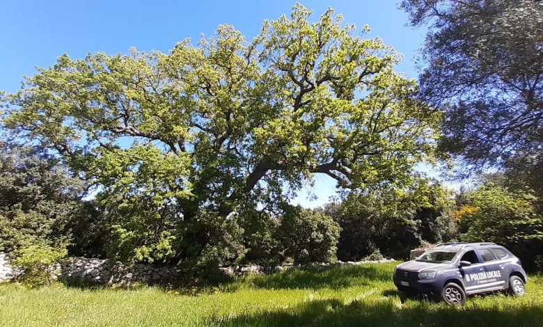 Albero Millenario nel Bosco delle Montecchie