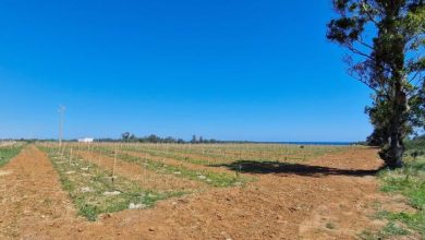 riforestazione Torre Guaceto