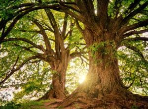 Alberi Monumentali in Puglia