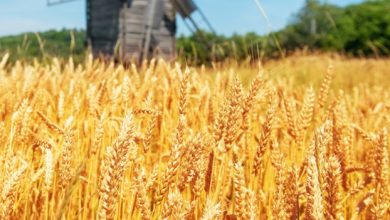 mietitura del grano anticipata