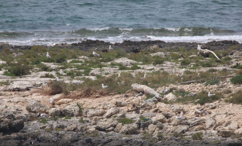 Il gabbiano corso mette su casa a Porto Cesareo