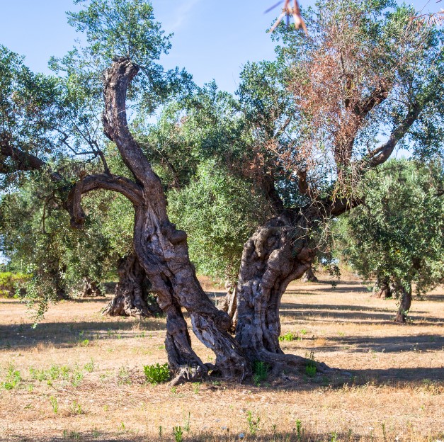 Xylella