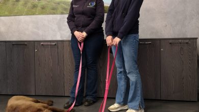 Pet therapy, nel reparto di Pediatria dell'ospedale Perrino di Brindisi debutta il progetto “Un dogtor in corsia” per portare conforto ai piccoli pazienti attraverso la presenza di cani addestrati. Scopri i dettagli di questa innovativa iniziativa.