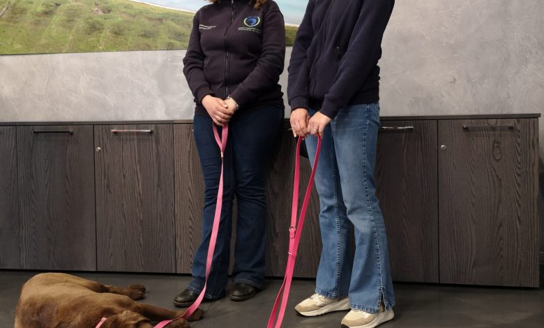 Pet therapy, nel reparto di Pediatria dell'ospedale Perrino di Brindisi debutta il progetto “Un dogtor in corsia” per portare conforto ai piccoli pazienti attraverso la presenza di cani addestrati. Scopri i dettagli di questa innovativa iniziativa.