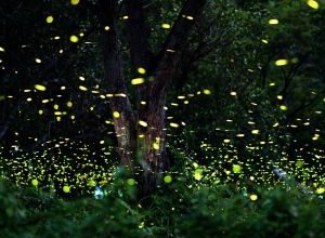 tutela delle lucciole