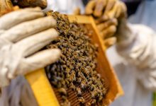 Apicoltura in Puglia con alveari e api, il miele pugliese come indicatore della salute delle api