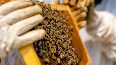 Salvaguardia api in Puglia con alveari e fioriture locali