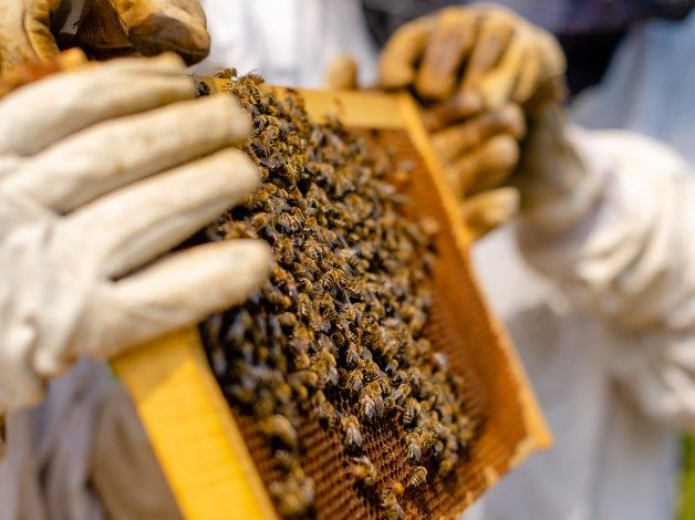 Salvaguardia api in Puglia con alveari e fioriture locali