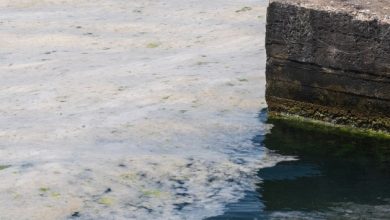 allarme mucillagine in Adriatico