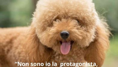 La foto non si riferisce al barboncino o barboncina che sia della storia