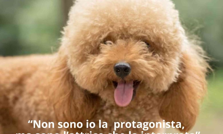 La foto non si riferisce al barboncino o barboncina che sia della storia